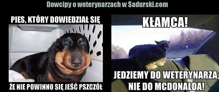 dowcipy o weterynarzach weterynarze humor weterynarz kawały
