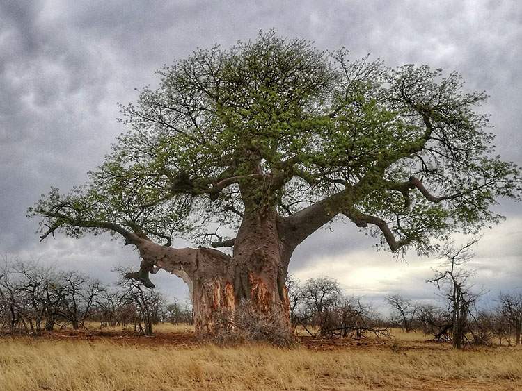 baobab afrykański baobaby ciekawostki