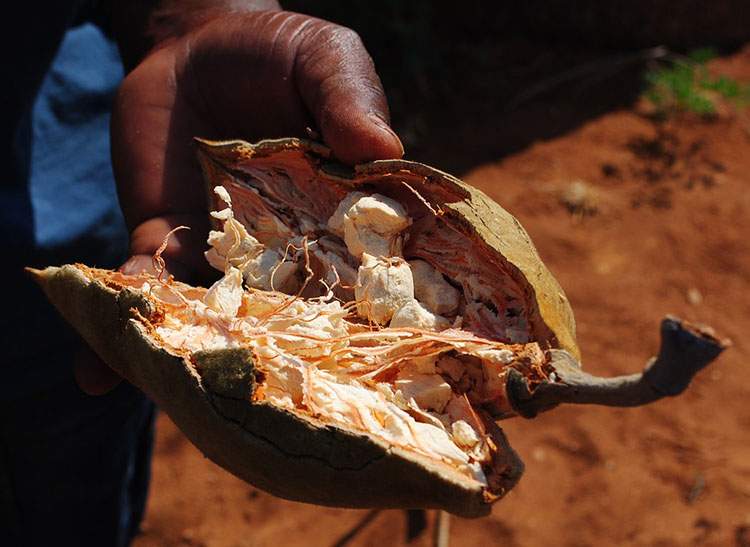 baobab afrykański baobaby ciekawostki owoc