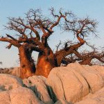 baobab ciekawostki baobaby Afryka drzewa przyroda
