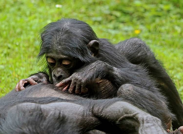 małpy bonobo