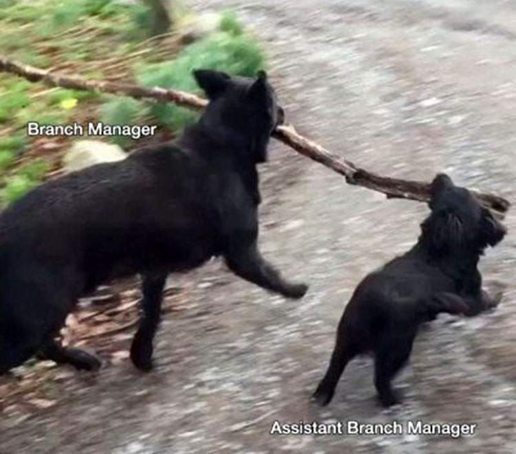 humor korporacyjny 