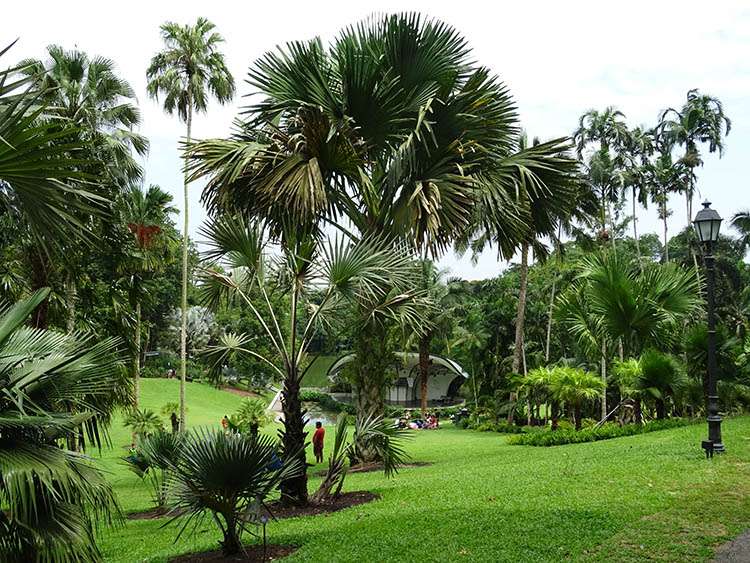 Singapore Botanic Gardens Singapur