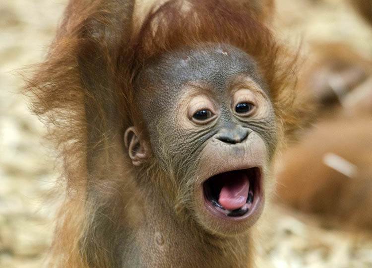 orangutan humor małpa kawały małpy goryle małpki humor