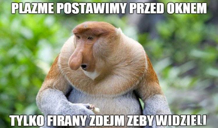 Janusz nosacz kawały