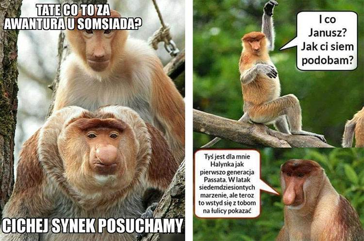 Janusz nosacz memy humor dowcipy Halina Seba Pieter Dżesika kawały