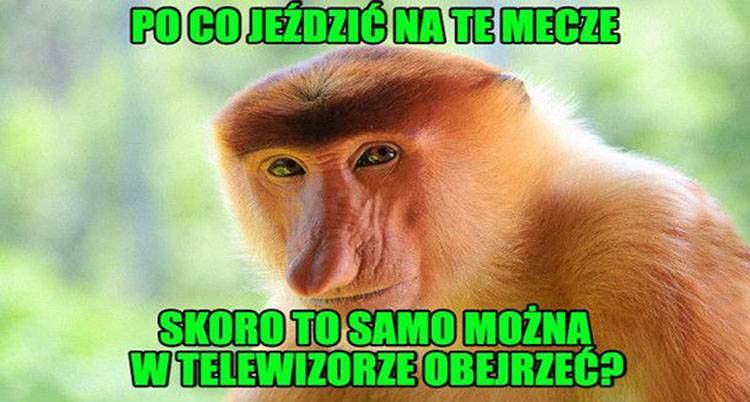 Janusz nosacz memy humor dowcipy Halina Seba Pieter Dżesika kawały