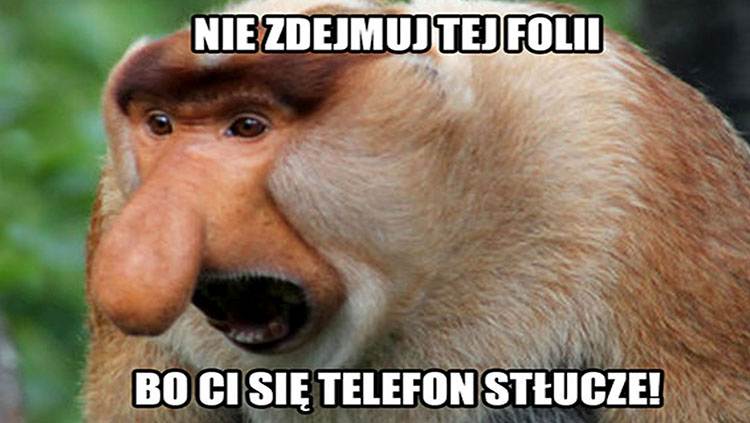 Janusz nosacz memy humor dowcipy Halina Seba Pieter Dżesika kawały