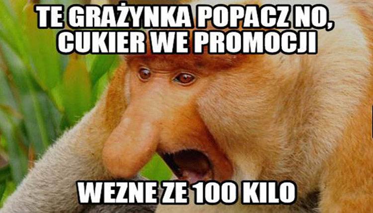 Janusz nosacz memy kawały