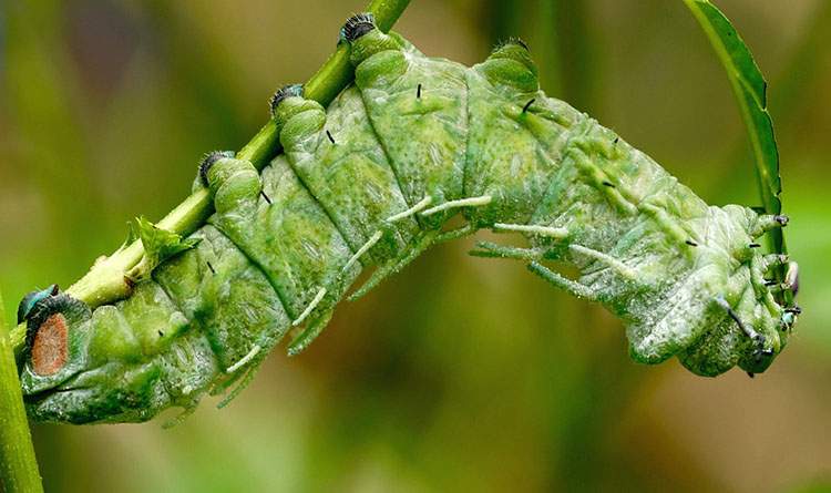 motyle ciekawostki motyl o motylach