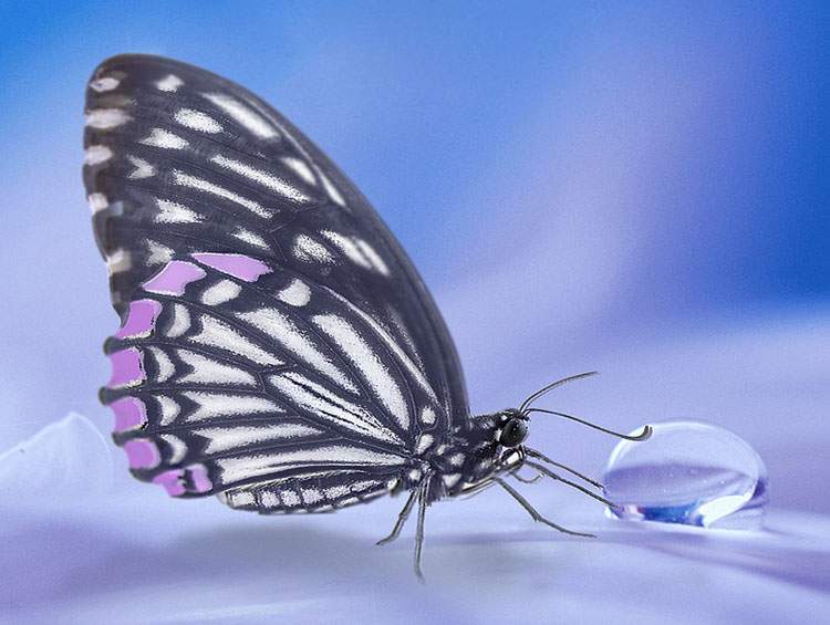 kropla wody motyl