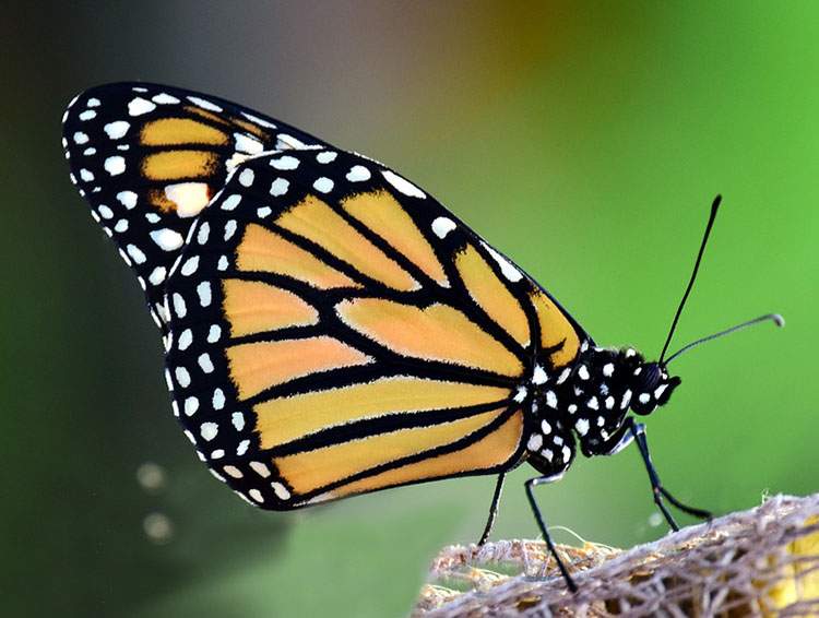 motyl