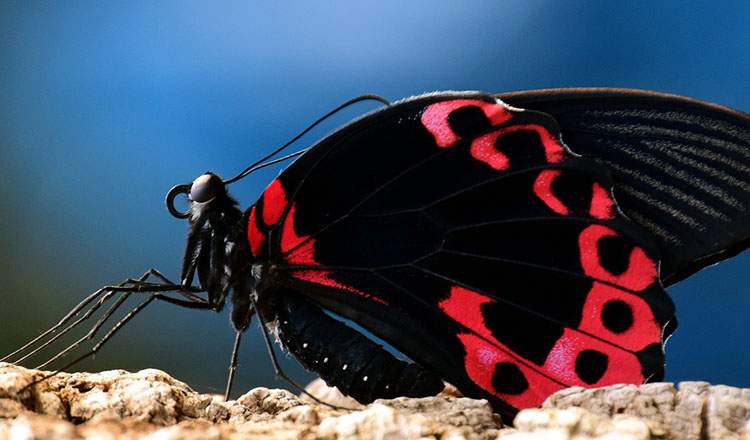motyle ciekawostki motyl o motylach