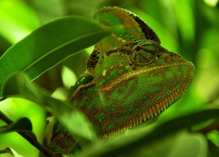 kameleon maskowanie kamuflaż pojazdu wojskowego