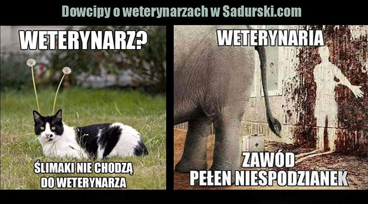 dowcipy o weterynarzach weterynarze humor weterynarz kawały