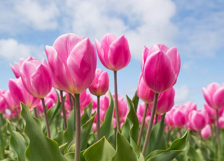 tulipany Holandia kwiaty tulipan