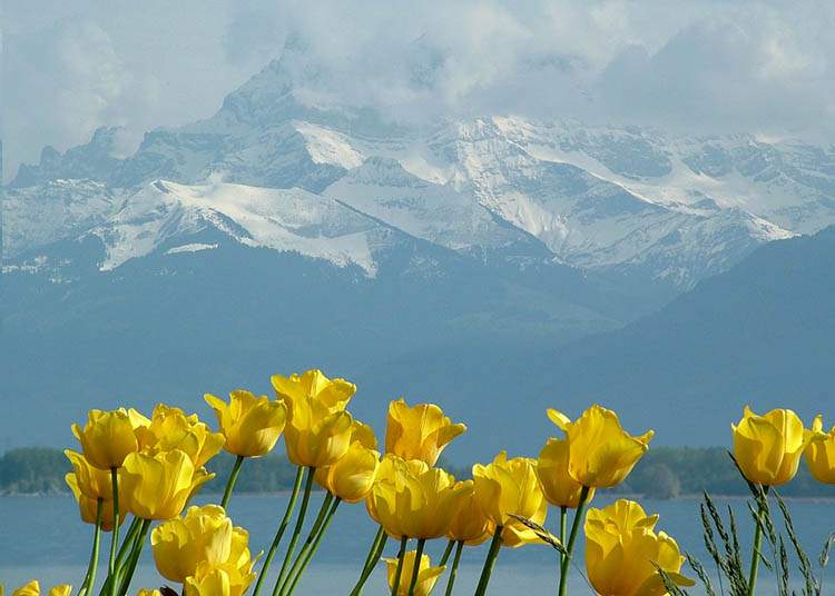tulipany zaśnieżone góry