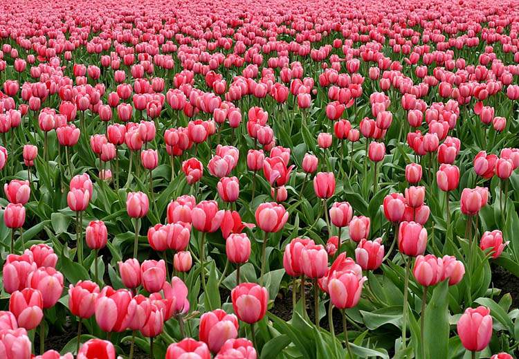 tulipany ciekawostki o tulipanach Holandia kwiaty tulipan