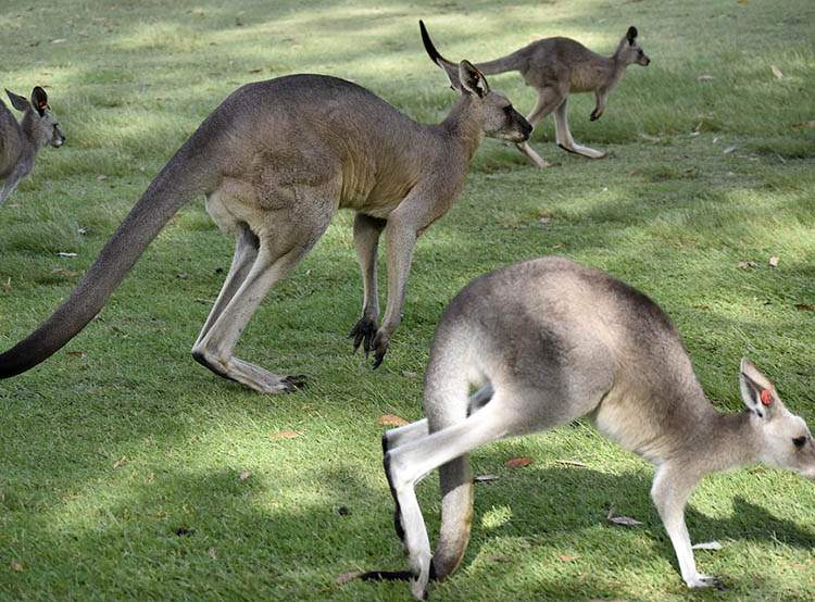 Australia ciekawostki o Australii kangury