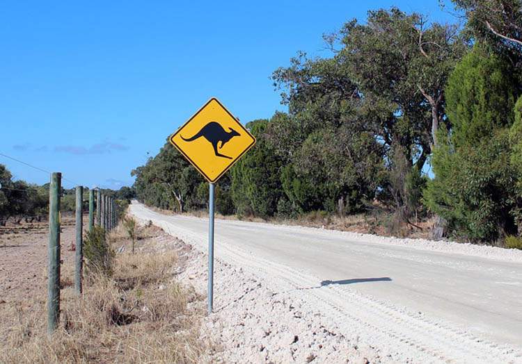 Australia ciekawostki o Australii kangury