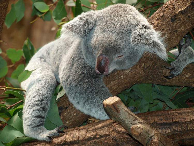 fakty o Australii miś koala śpi na drzewie