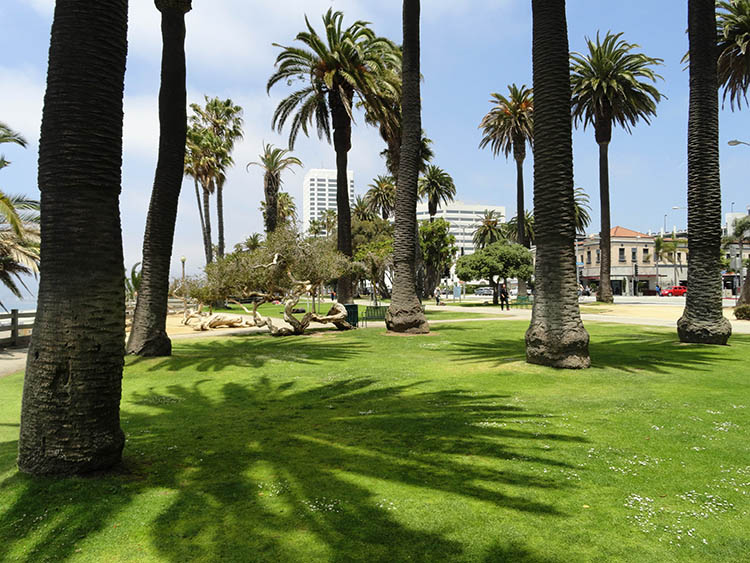 Santa Monica palmy park zieleń cień spokój