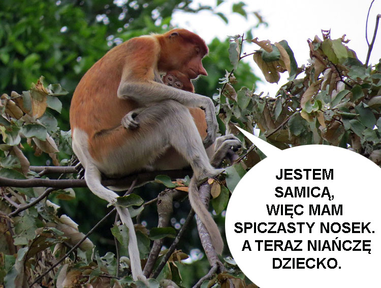 nosacz sundajski ciekawostki nosacze memy borneo