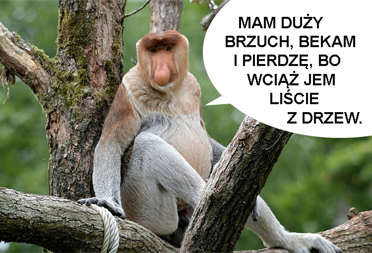 nosacz sundajski ciekawostki nosacze memy borneo