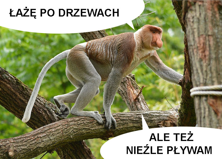 nosacz sundajski ciekawostki nosacze memy borneo