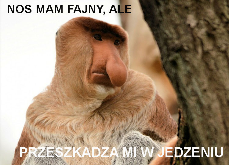 nosacz sundajski ciekawostki nosacze memy borneo