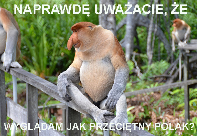 nosacz sundajski ciekawostki nosacze memy borneo