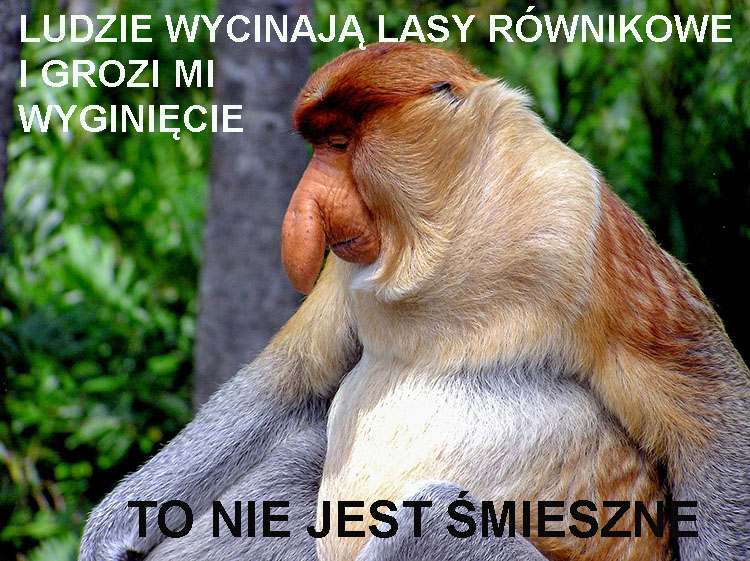 nosacz sundajski ciekawostki nosacze memy borneo