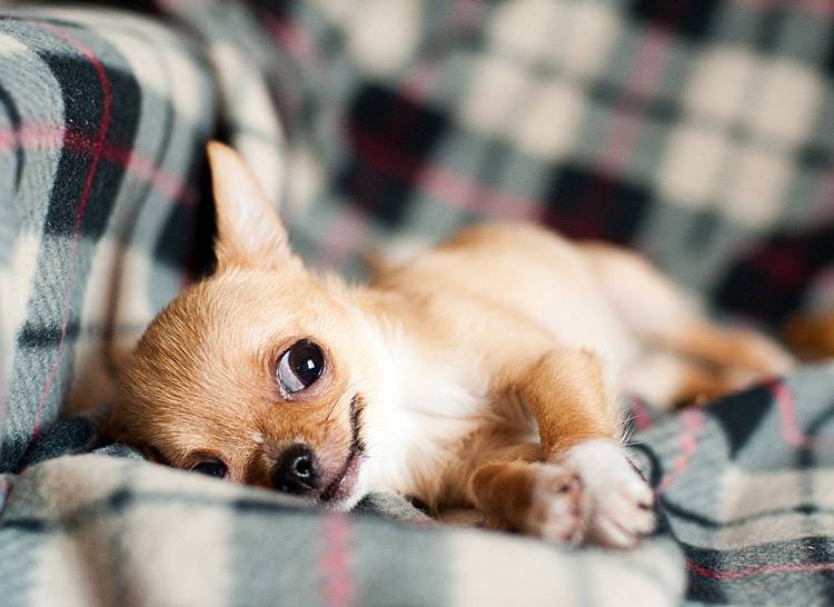 zwierzęta pies psy chihuahua humor
