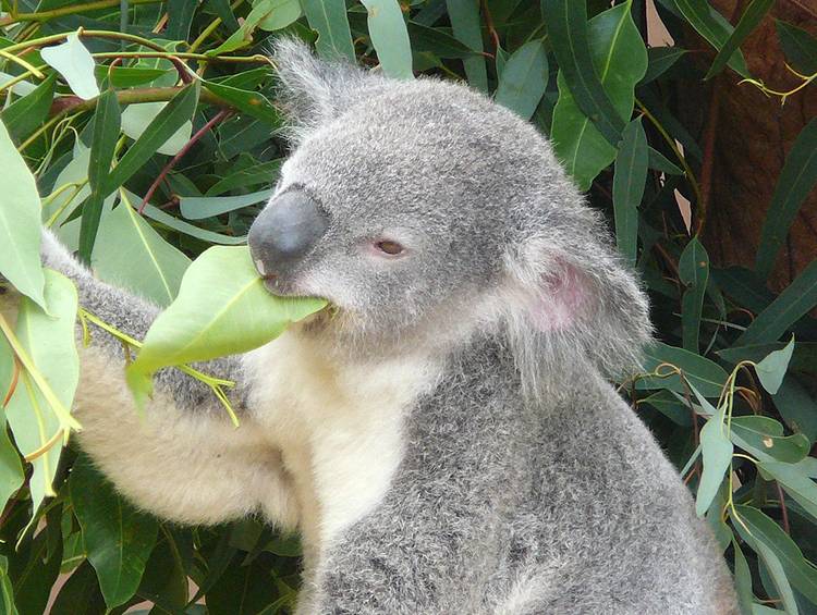 miś koala australijski Australia torbacze eukaliptus