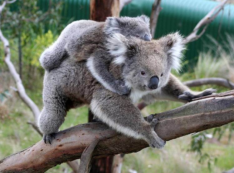 miś koala australijski Australia torbacze eukaliptus