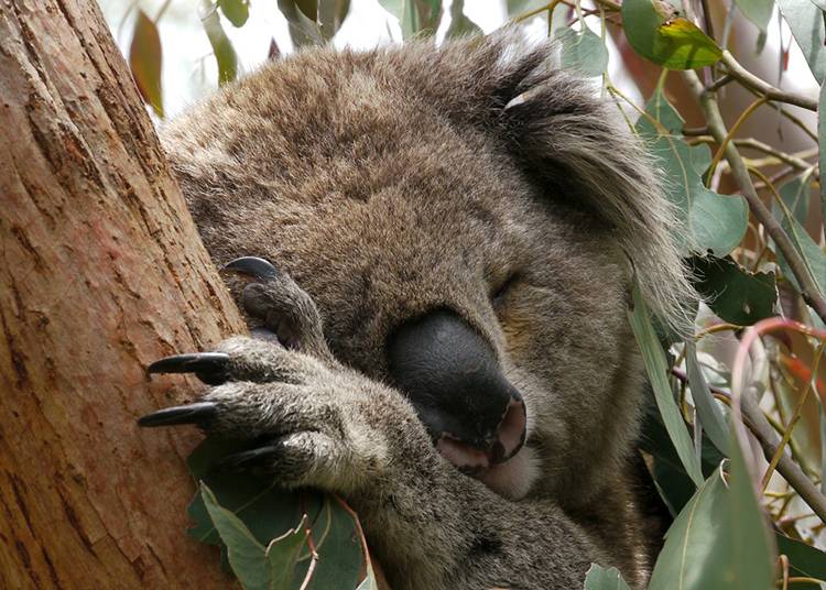 miś koala australijski Australia torbacze eukaliptus