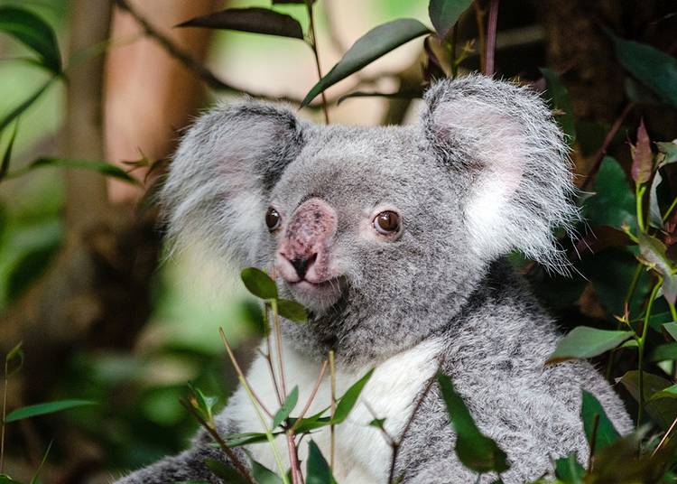 misek Australia torbacze eukaliptus