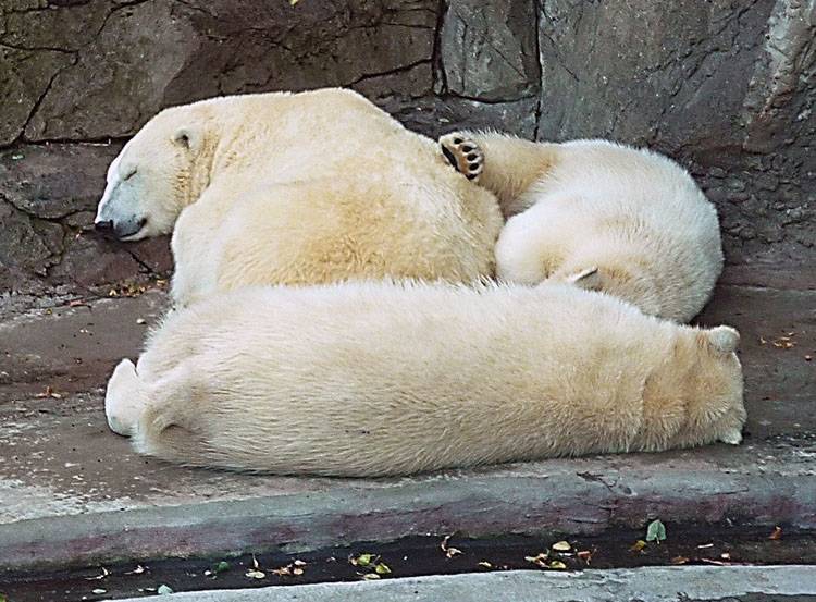 sen zimowy hibernacja zwierzęta zima niedźwiedź polarny
