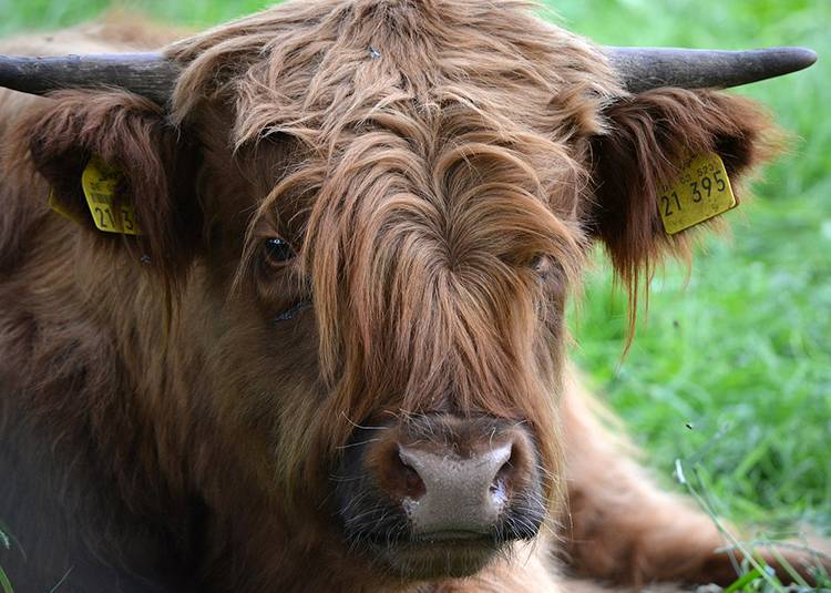 szkocka krowa ciekawostki krowy highland cattle