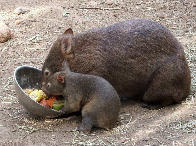 wombat tasmański australijski-ciekawostki wombaty Australia