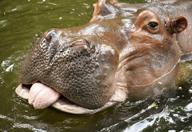 hipopotam hipopotamy żyrafy język języki zwierząt ciekawostki o językach zwierzęta