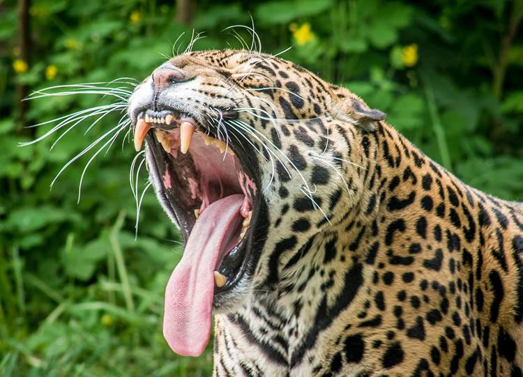 jaguar jaguary język języki zwierząt ciekawostki o językach zwierzęta