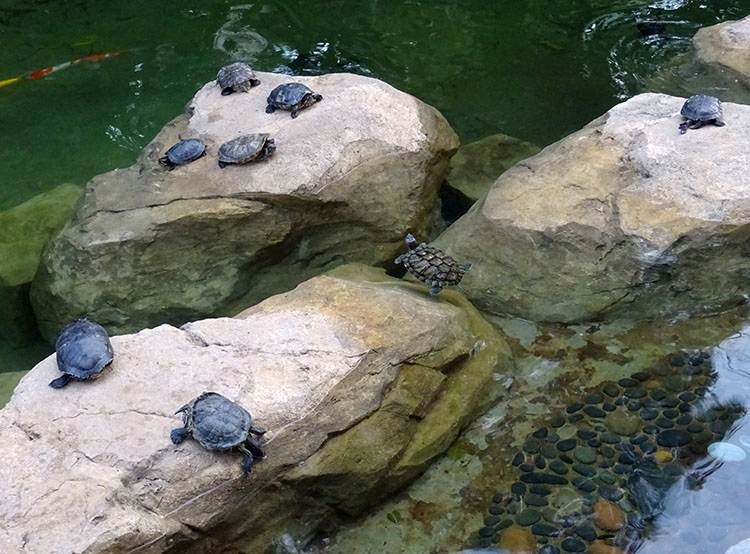 Hong Kong Park ślub za granicą w Hongkongu