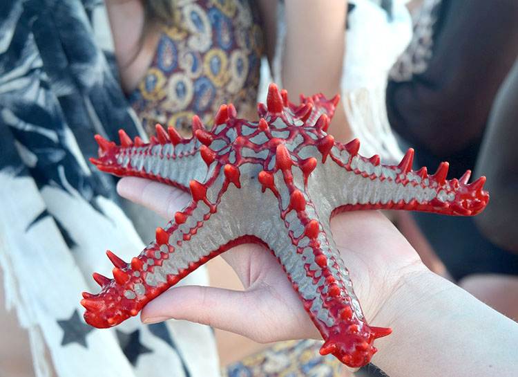 rozgwiazda wyspa Zanzibar ciekawostki o Zanzibarze atrakcje 