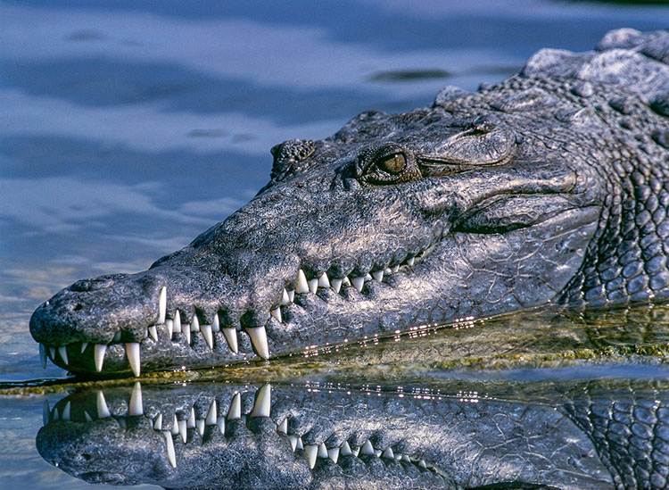 aligator zęby zwierząt ciekawostki zwierzęta