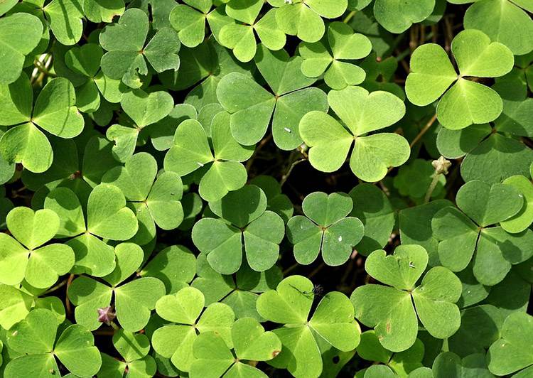 zielona koniczyna rośliny Irlandia święto zieleń
