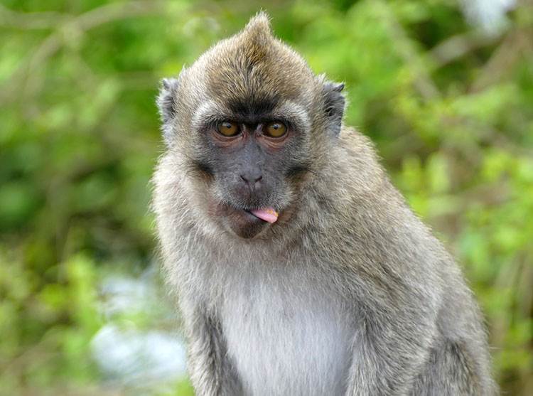 wyspa Mauritius atrakcje ciekawostki porady