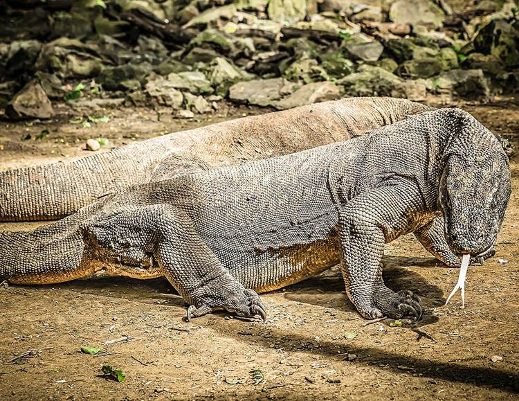 waran z Komodo ciekawostki o waranie z Komodo warany