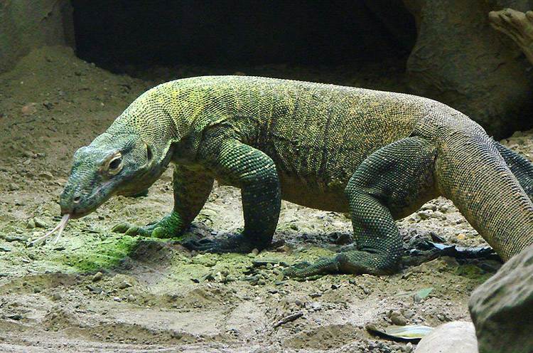 waran z Komodo wyspa Indonezja ciekawostki