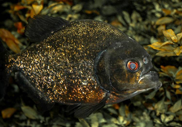 pirania ciekawostki o piraniach piranie informacje